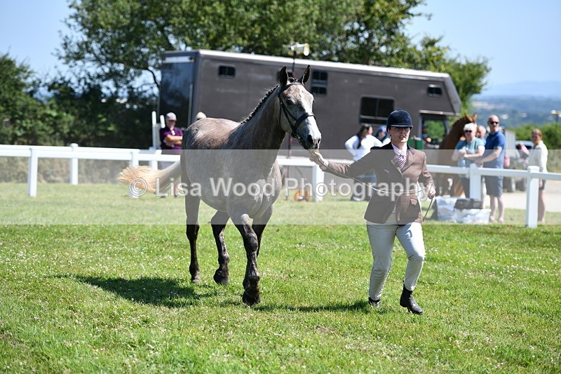 DSC_6798 - Class 57: Hunter/Riding Horse/Hack 1, 2 & 3 yr olds