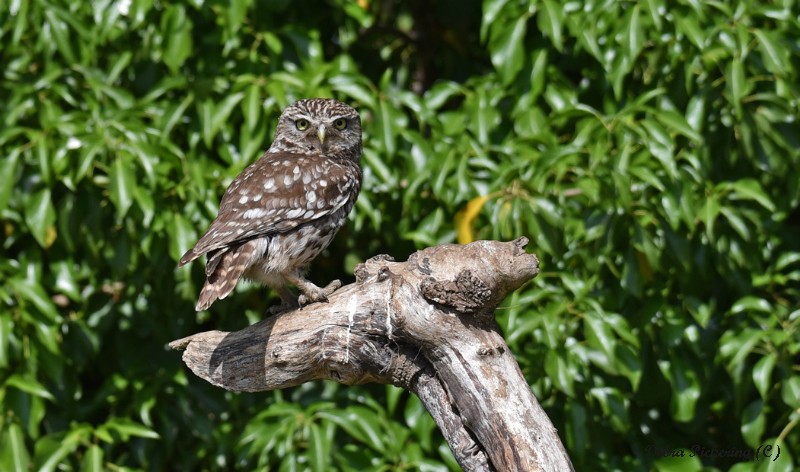 Little Owl - Owls