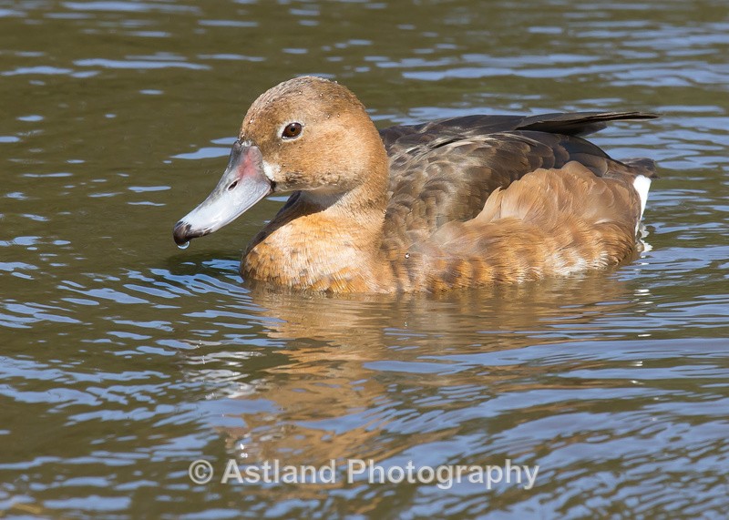 Astland Photography, Bird and Wildlife Images, Susan and Peter Wilson, U.K.