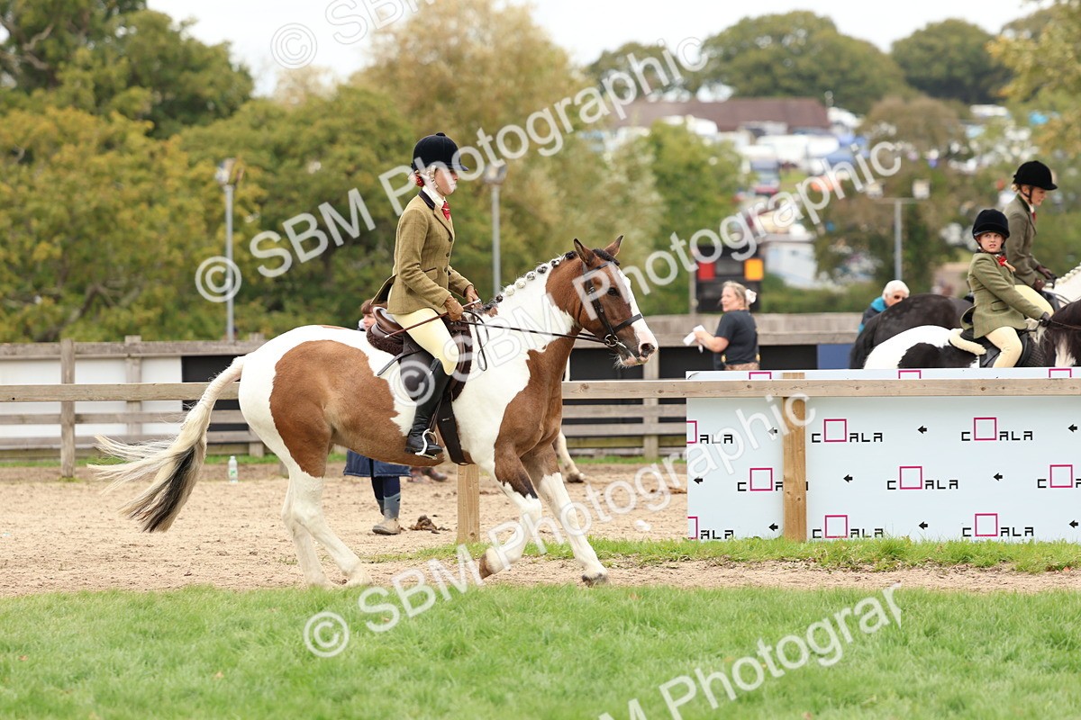 SBM_65204 - S59 - Part Bred Arab & Native Pony Ridden