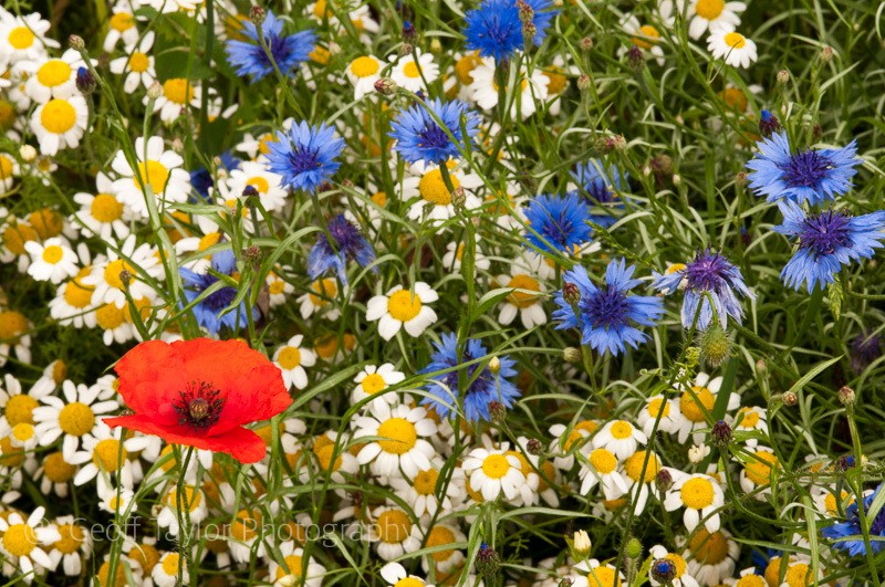 Ruyton wildflower meadow - The Literary Landscape of Shropshire