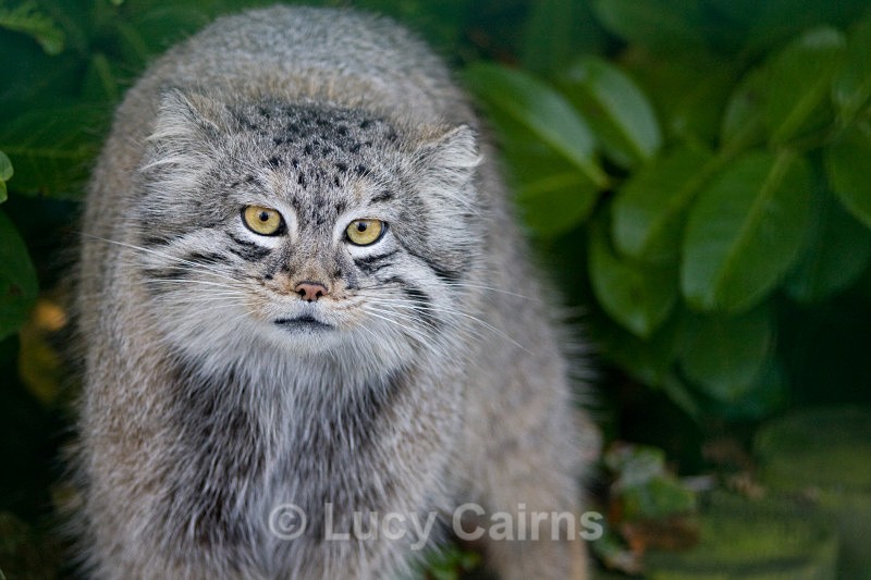  - Big Cats