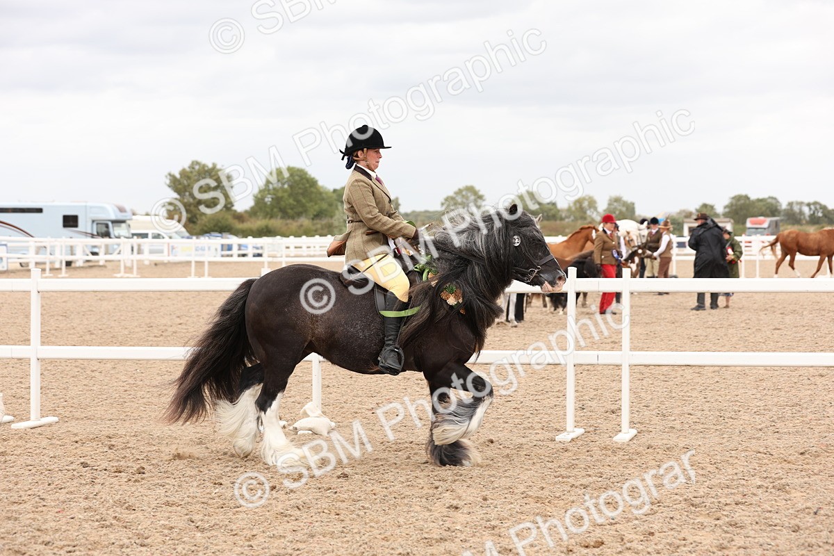 SBM_19758 - Class 216 - Ridden Traditional - Native Cob