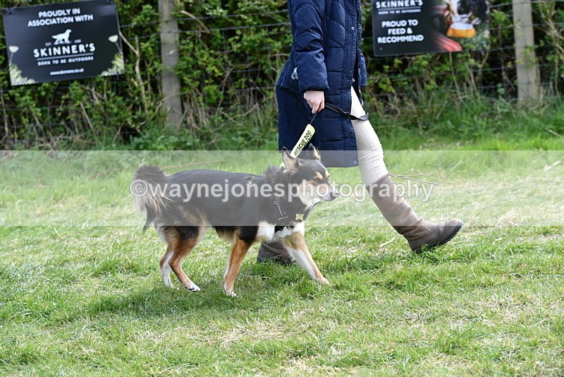 WJ5_0728 - Best in Show Championship