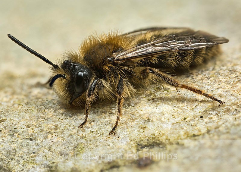 Andrena clarkella (m) - Andrena clarkella