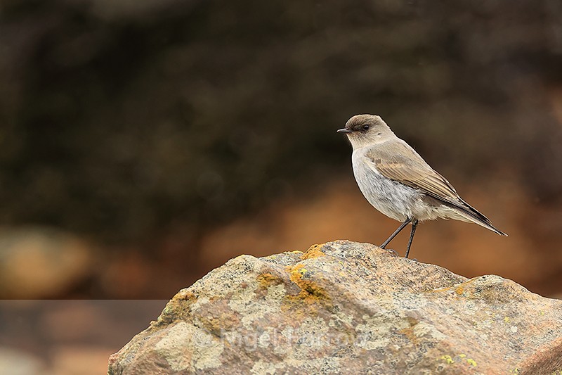 Dark-faced Ground-Tyrant perched on rock, Saunders Island, Falklands - Dark-faced Ground-Tyrant