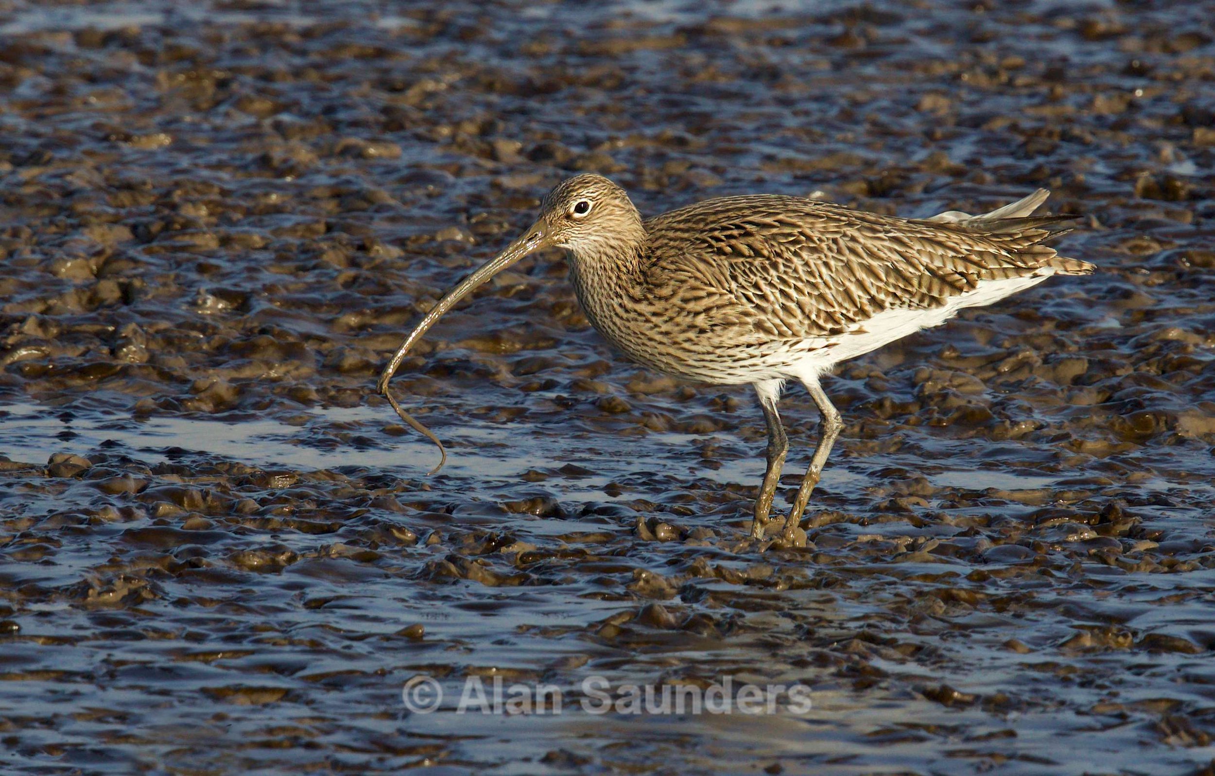 Eurasian Curlew 72