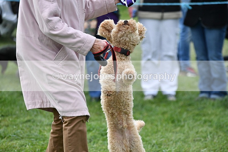 WJ5_9437 - Class 1 Best Cross Breed / Heniz 57