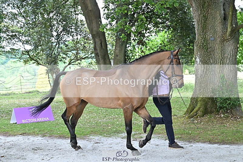 250521A-170433-01506 - C-284-Harry.Dzenis-KILBUNNY.MAXIMUS