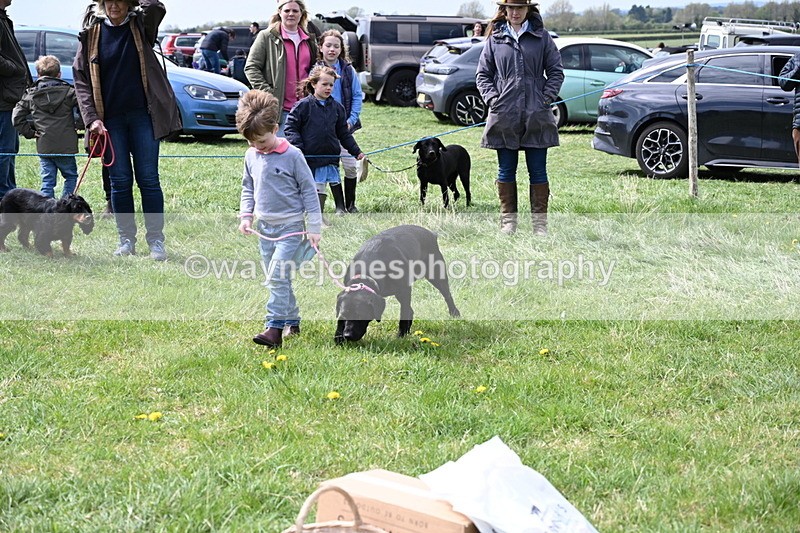 WJ6_8990 - Class 8 Best Working / Gun Dog or Bitch