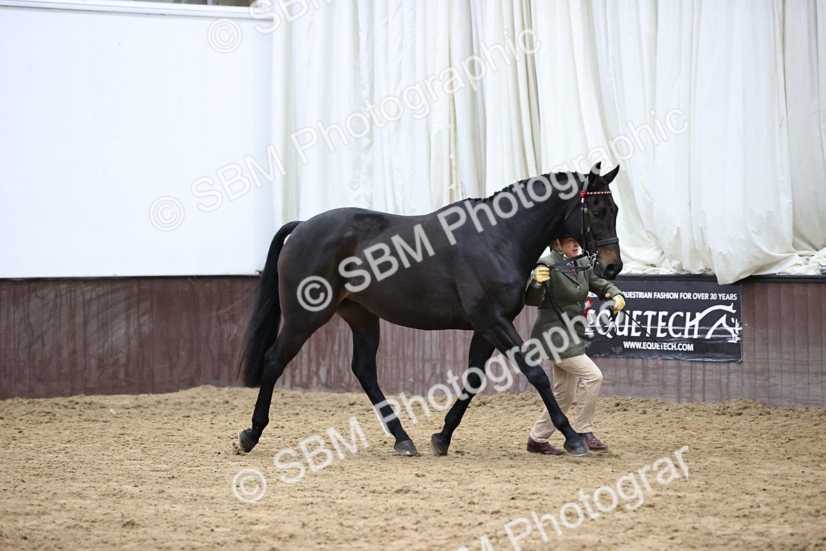 SBM_5791 - Class 3 - BSHA In Hand Show Hunter