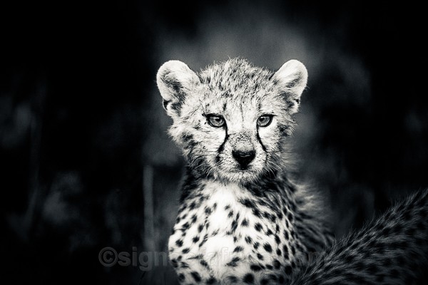 Kenya, Cheetah, Chyulu,