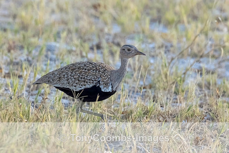Red-crested Korhaan - Botswana ~ Birds