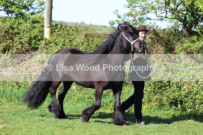 3E7A8523 - Class 13: M & M Large Breeds