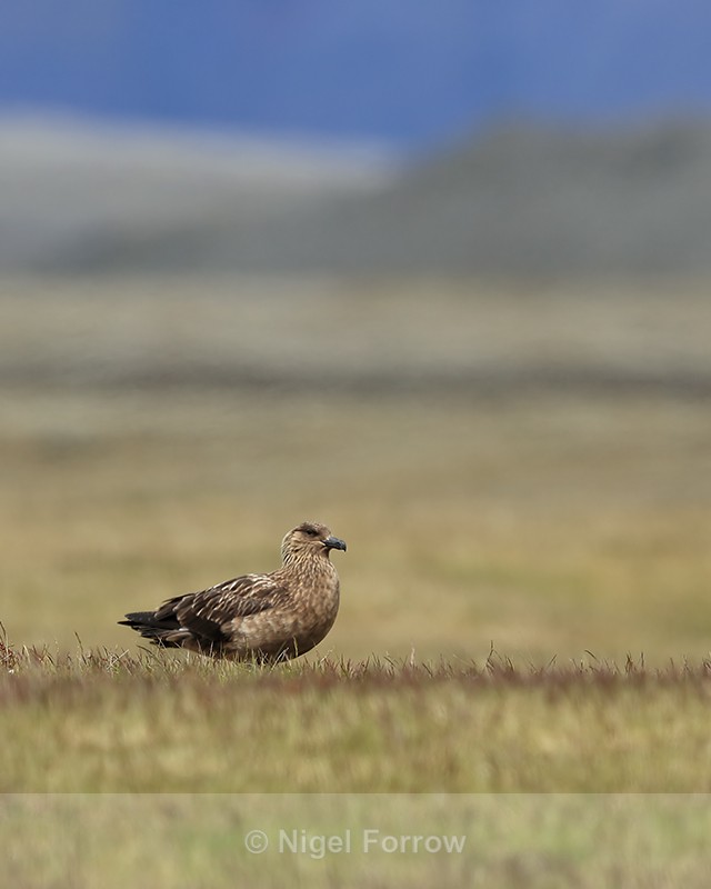 Great Skua resting, Jokulsarlon, Iceland - Great Skua