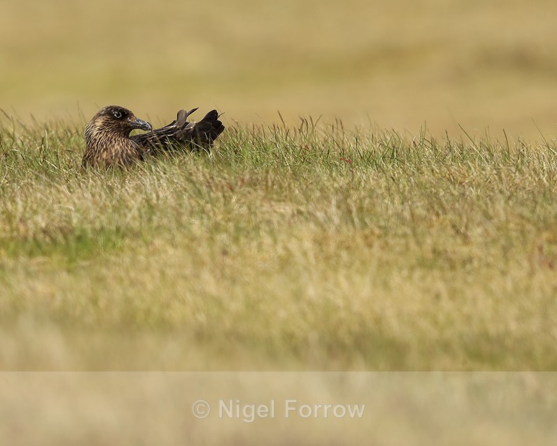 Great Skua on nest, Jokulsarlon, Iceland - Great Skua