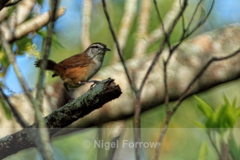 Cabanis's Wren, Monteverde, Costa Rica - Cabanis's Wren
