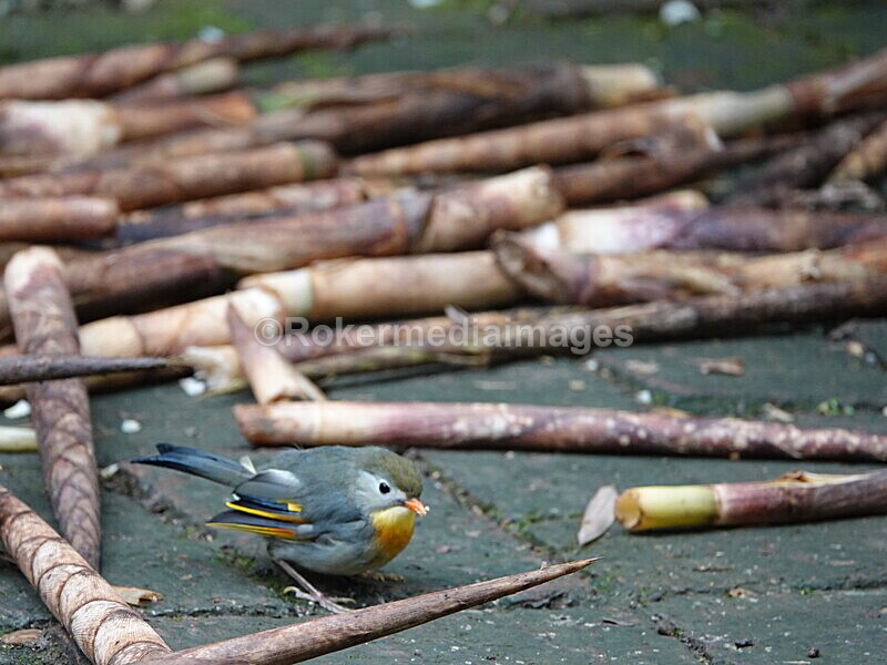 CHINA__0103 - China 2019