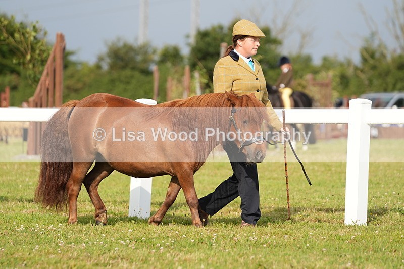 DSC04517 - Class 46: NPS Shetland Youngstock