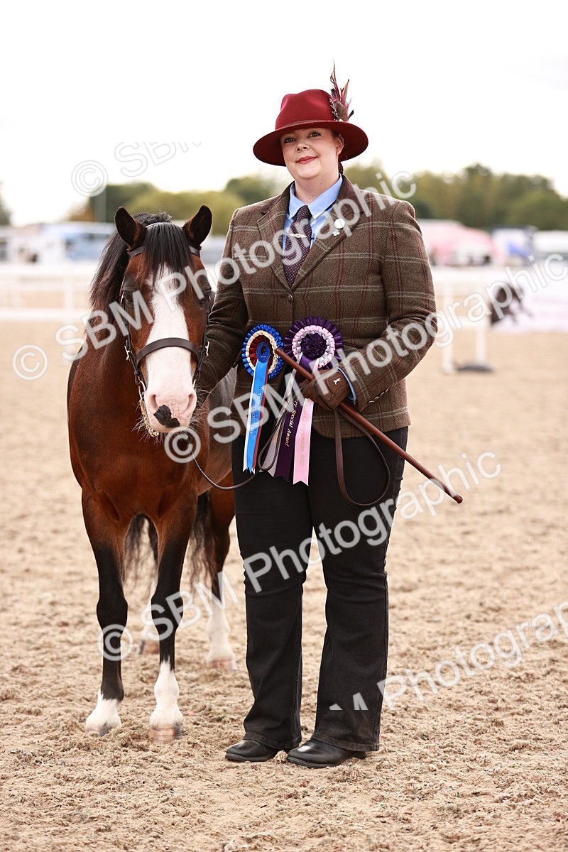 SBM_16248 - Class412 - Handsome Gelding (IH  or Ridden) Adult