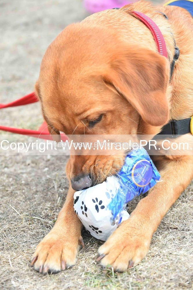 SH4_0297 - Dog show.