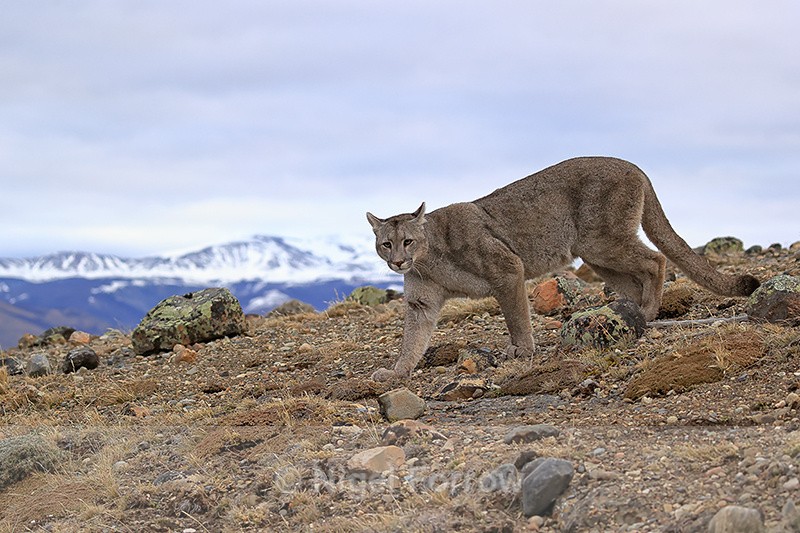 Female Puma Escacha, mountains background, Torres del Paine, Chile - Puma