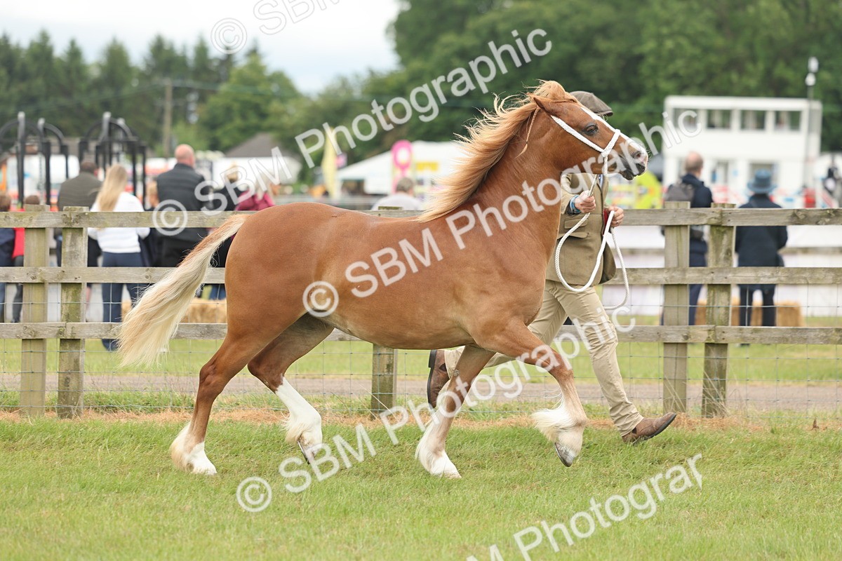SBM_05008 - Class 50-57 - M&M Welsh Pony In Hand
