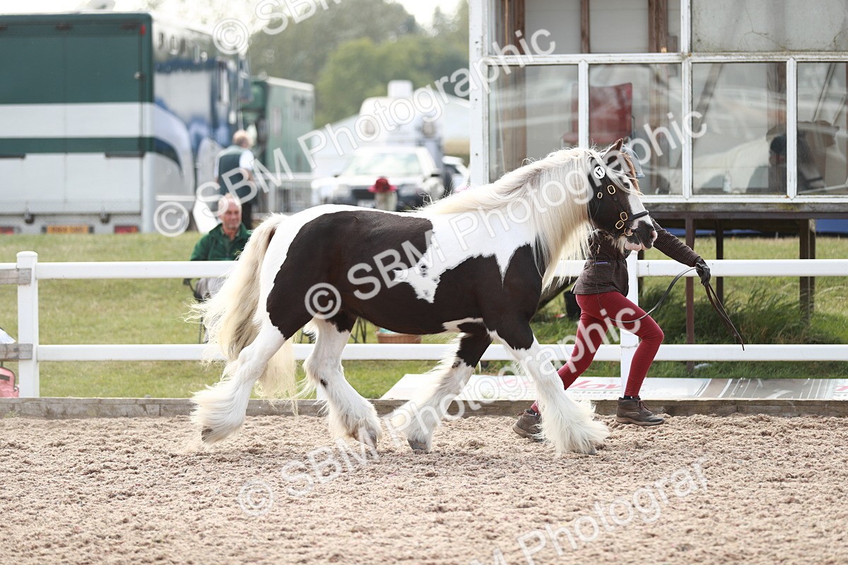 SBM_13825 - Class 209 IH Veteran Pony
