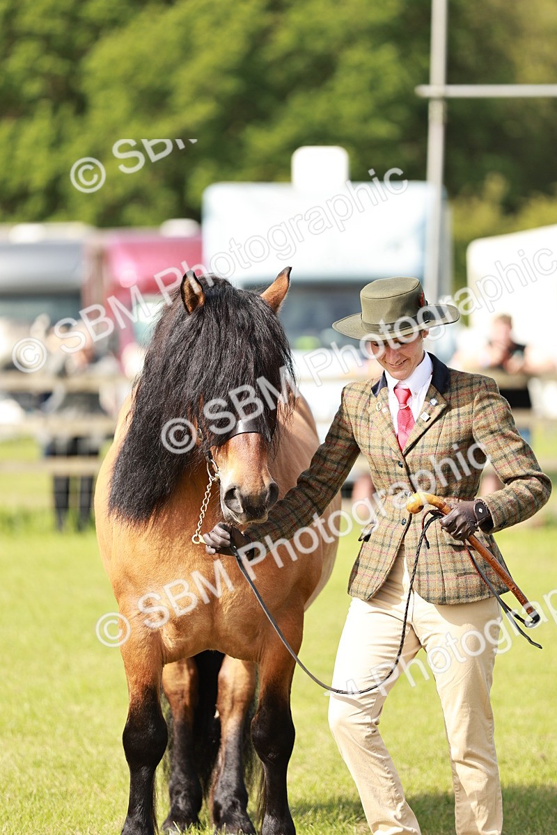 SBM_00820 - Class 14-23 - Mountain & Moorland In Hand Non Welsh
