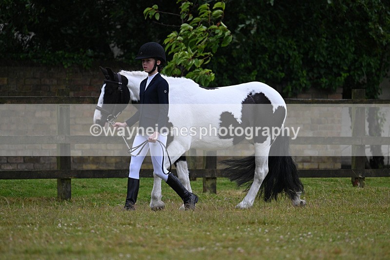WJ7_5841 - Class 4 Prettiest Mare in Hand