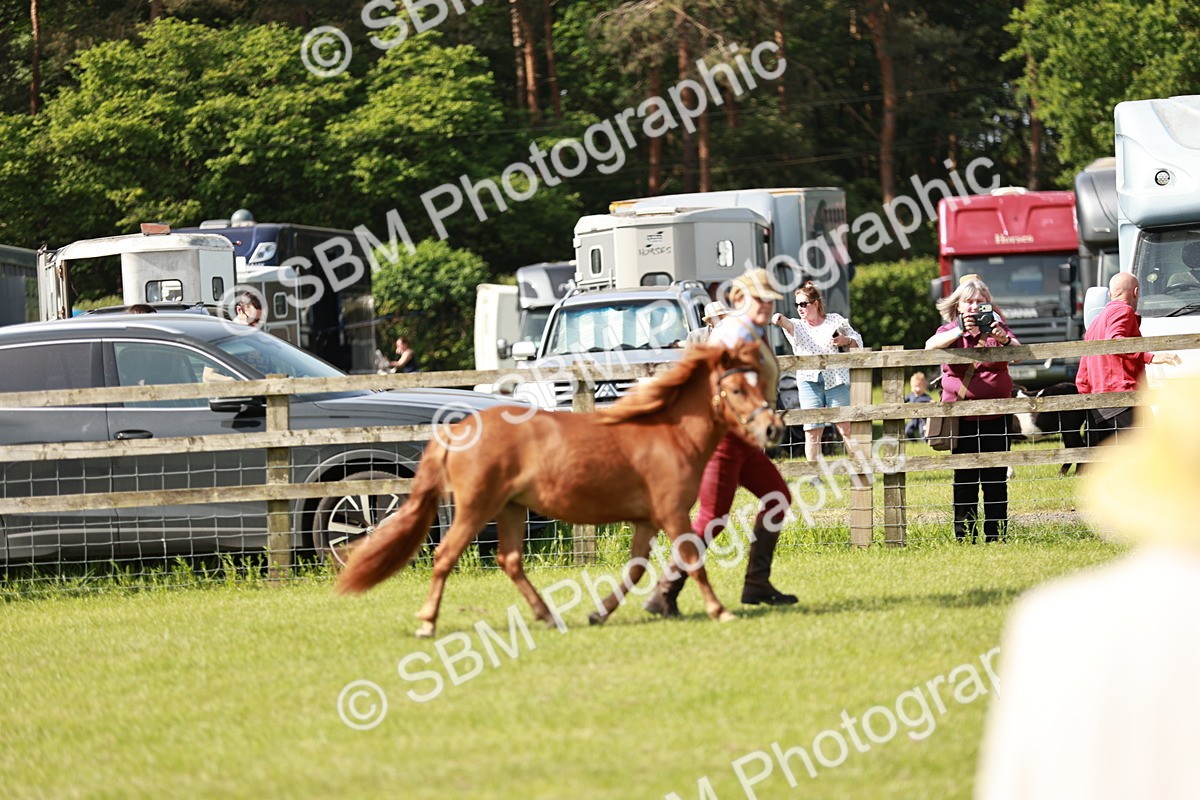 SBM_01771 - Class 14-23 - Mountain & Moorland In Hand Non Welsh