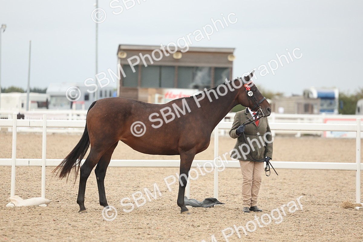 SBM_19776 - Class 318 - IH Part Bred Horse-Pony