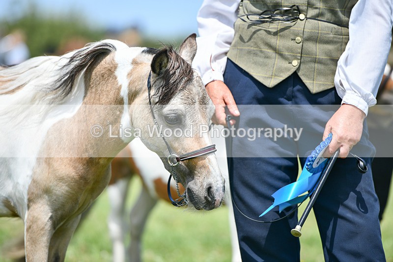 DSC_7437 - Class 62: Coloured Pony Youngstock