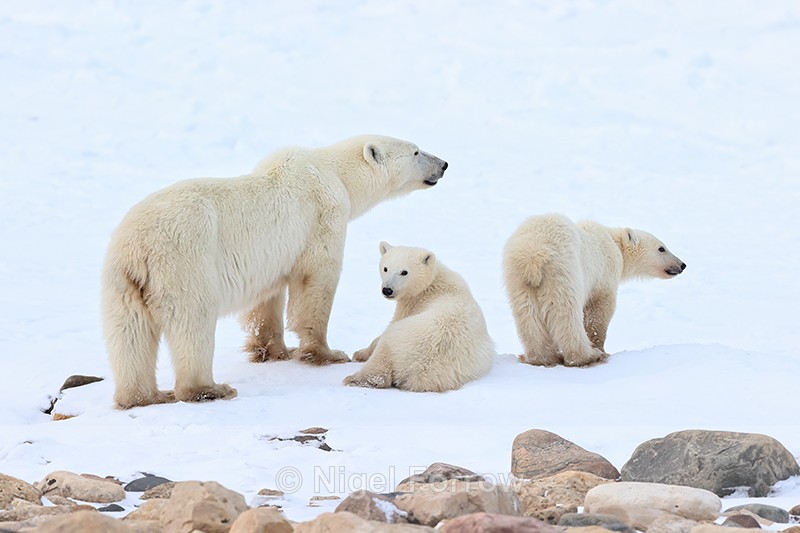 Family of Polar Bears, Churchill, Canada - Polar Bear