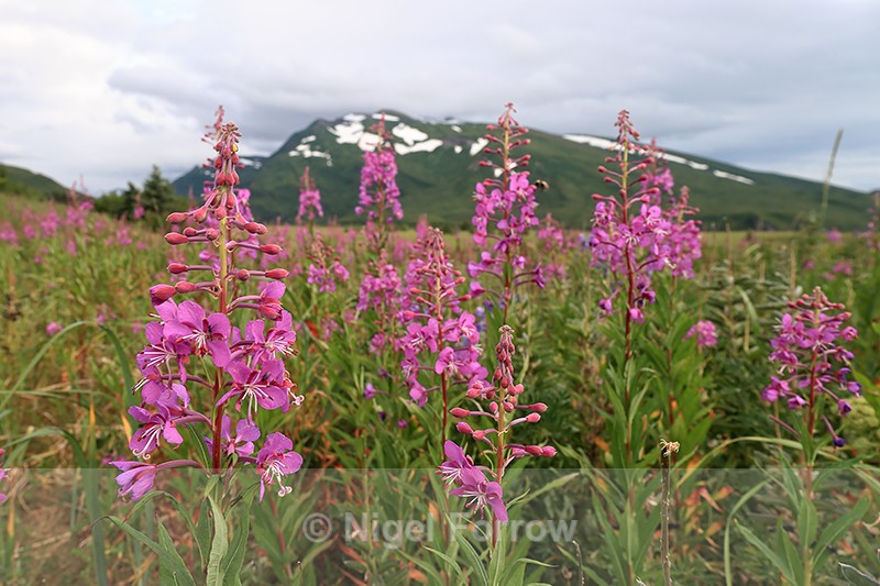 Fireweed flowers and Slope Mountain, Lake Clark NP, Alaska - PLANTS