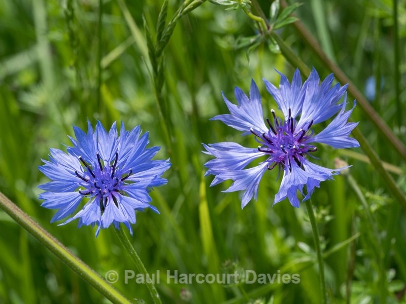 cornflowers (Centaurea cyanus) - Gargano - Wild Flowers
