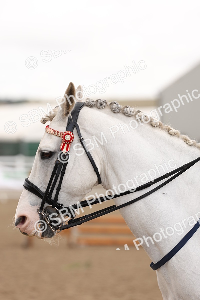SBM_02928 - Class 53 - Ridden Competition Horse/Pony