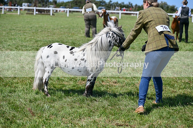 DSC_7201 - Class 61: Miniature Horse 4yrs & over