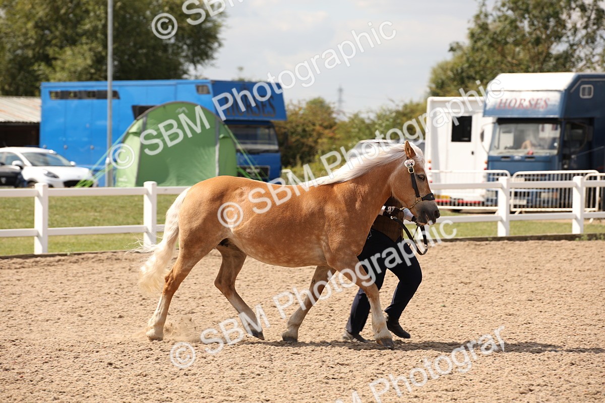 SBM_04567 - Class 20 IH Veteran