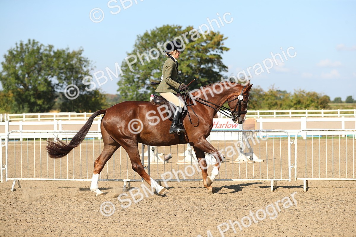 SBM_02210 - Class 43 Ridden Competition Horse/Pony
