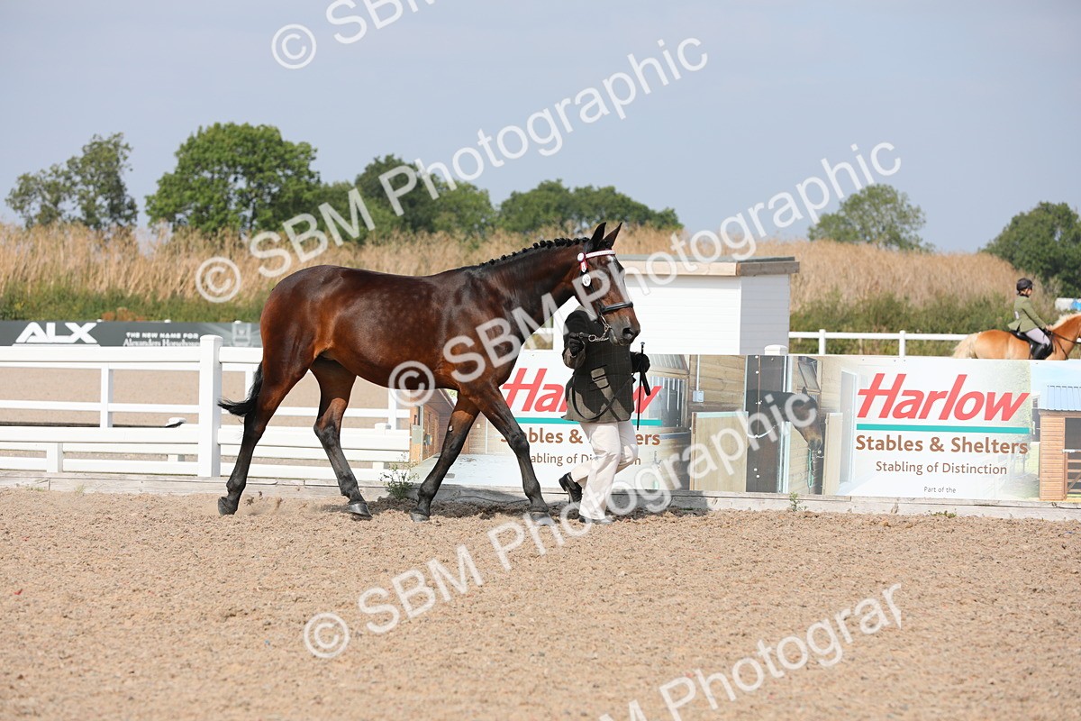 SBM_15686 - Class 312 IH Competition Horse/Pony