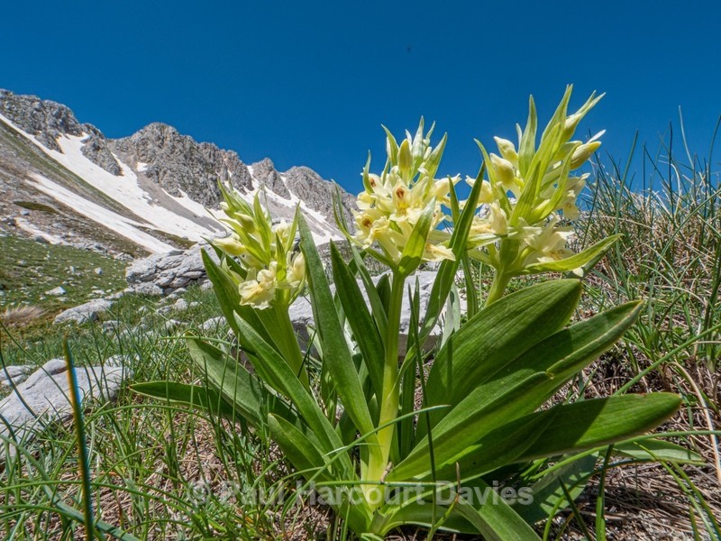 Elderflower Orchid (Dactylorhiza sambucina)  - Wild Orchids - 1