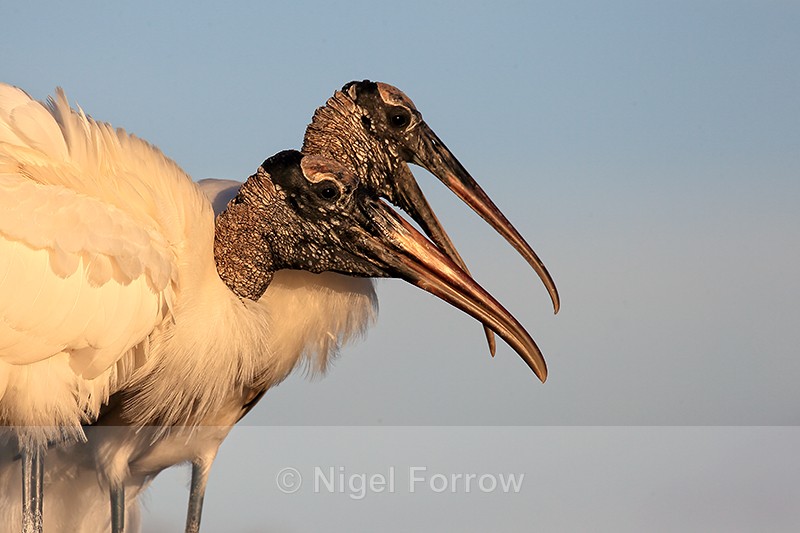 Two Wood Stork heads together, Wakodahatchee Wetlands, Florida - Wood Stork