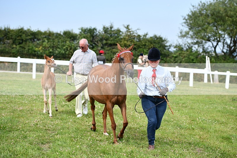 DSC_8654 - Classes 70 and 71: NPS Show Pony Brrod Mare and Foal