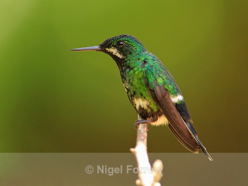 Green Thorntail (female) perched on a branch at La Paz Gardens - Green Thorntail