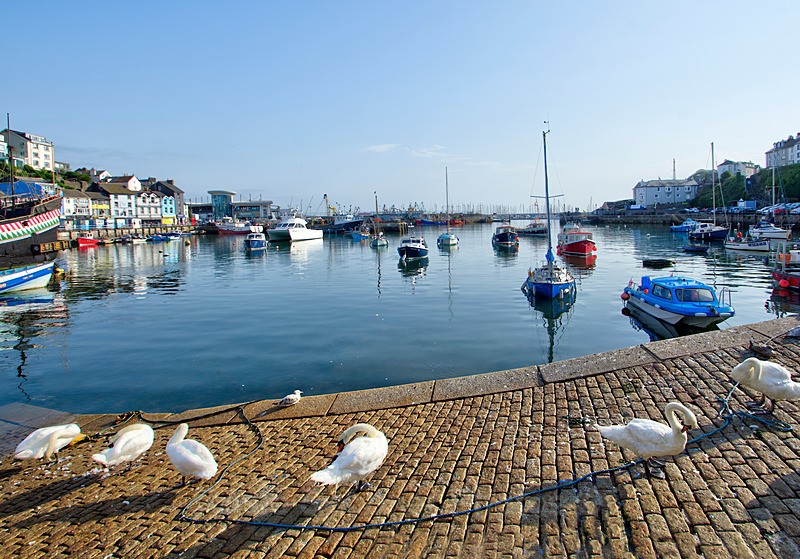 BX47 - Swans on the Slipway - Greetings Cards Brixham Broadsands and Kingswear