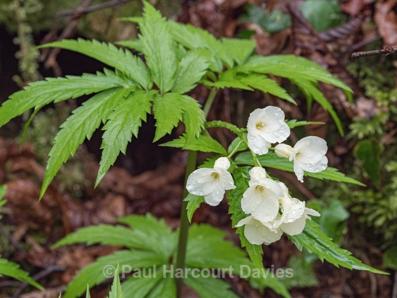 Seven-leaflet Bittercress (Cardamine heptaphylla)  - Wild Flowers - 1