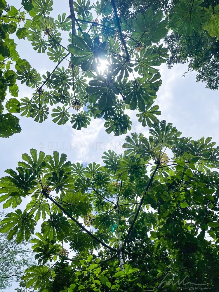 IMG_0515 - Trees