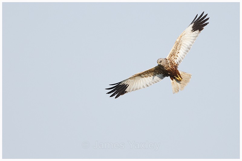 Marsh Harrier in Flight - Latest Work
