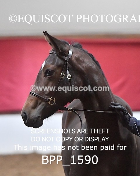 BPP_1590 - MORNING 9AM - 12PM